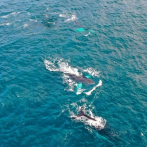 República Dominicana ve crecer el número de ballenas y de turistas