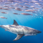 Muere una persona debido al ataque de un tiburón en el sureste de Australia