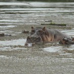 “No los maten”: así defienden a hipopótamos de Pablo Escobar