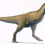 Inusual dinosaurio sin brazos excavado en Argentina