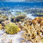 Investigación de Medio Ambiente arroja crisis de los recursos acuáticos vivos del país