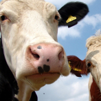 UE aprueba un aditivo alimentario para reducir el metano que emiten las vacas