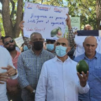 Productores de aguacate en Ocoa suspenden ventas ante alza de precios