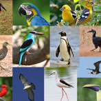 Compiladas las medidas corporales de las 11,000 especies de aves