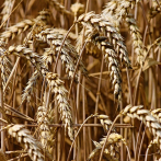 El precio del trigo toca su máximo desde 2008 por la guerra en Ucrania
