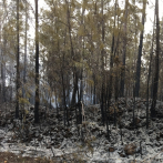 Pinar, el ecosistema dominicano más afectado por los incendios forestales