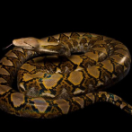 Detienen en EEUU a hombre con 52 lagartos y serpientes en su vestimenta