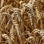 Exportaciones de trigo y maíz de Ucrania revisadas fuertemente a la baja (USDA)