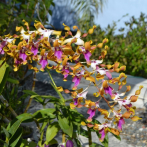Regresa el Festival de Orquídeas al Jardín Botánico Nacional