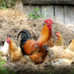 Francia sacrifica a 10 millones de aves por gripe aviar
