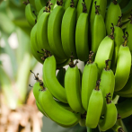 Productores de Latinoamérica unirán fuerzas para exigir respeto al precio del banano