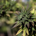 Cinco claves sobre la legalización de la marihuana en EE.UU.