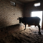 India transforma las heces de vaca en fuente de energía renovable