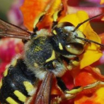 Las abejas son más resistentes al cambio climático que los abejorros, según un estudio