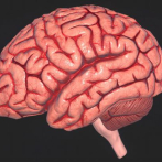 Un estudio científico revela cómo el cerebro dice 