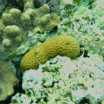 Resucita una especie de coral 'perdida' durante medio siglo