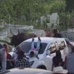 Los toros de una corrida en El Seibo se escapan y toman las calles principales del pueblo