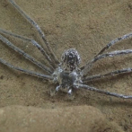 Una araña se envuelve en aire para soportar media hora bajo el agua
