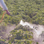 Centroamérica y República Dominicana buscan registro común de bioplaguicidas