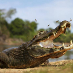 Atrapan a un caimán de casi 3 metros en el patio de una vivienda de Florida