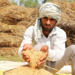 La India prohíbe las exportaciones de trigo por el alza global de los precios