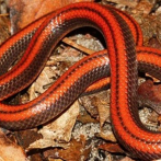 Nueva especie de serpiente descubierta en Paraguay