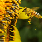 ¿Por qué la abeja es el polinizador por excelencia?