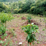 Unidad forestal anuncia reforestación masiva con mango y aguacate