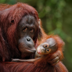 Más de 900 especies en el mayor árbol genealógico de los primates