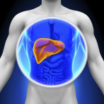 Un estudio evidencia que el hígado, más allá de la edad de la persona, tiene menos de tres años