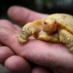 Nace en Suiza la primera tortuga gigante de Galápagos albina