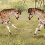 Un extraño fósil resuelve el misterio evolutivo de la jirafa