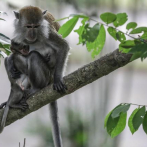 El precio de los monos para pruebas clínicas se dispara en China