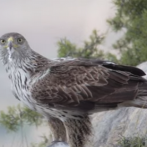 Una criadero de águilas reintroduce una especie amenazada entre Francia y España