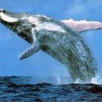 Imágenes de ballenas desde el espacio, ayuda crucial a su conservación