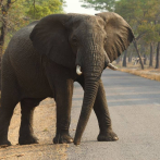 Un elefante mata a una mujer y luego embiste contra su cadáver durante el funeral en India