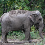 Elefanta 