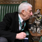 Un gato con nombre de primer ministro se sienta en la Cámara de los Comunes