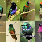 La gama de colores del colibrí supera a la del resto de aves juntas