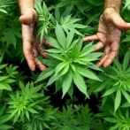 ONU: Legalización de cannabis acelera su consumo y problemas de salud que causa