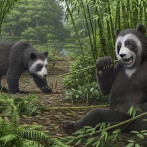 Los pandas ya comían bambú hace seis millones de años