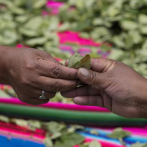 Bolivia hará pasta de dientes con hojas de coca