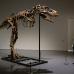 El esqueleto de un dinosaurio de hace 77 millones de años, a subasta en EEUU