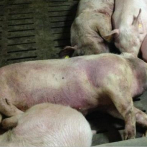 México ofrece plan para apoyar a Haití en el combate de la peste porcina