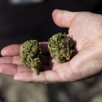 Canadá abrirá la primera tienda de marihuana del mundo en una universidad