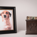 Crematorio de mascotas: ellas también se merecen un descanso digno