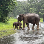 La vida social de los elefantes ayuda a los huérfanos a salir adelante