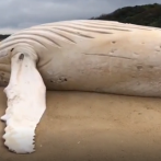 Encuentran muerta una ballena albina en una playa del sur de Australia