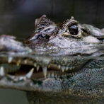 Capturan y sacrifican a caimanes que mataron a un anciana de 80 años en Florida