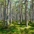 ¿Cuánto calor y cuánta sequía puede soportar un bosque?